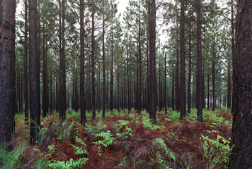 Trees in the Tsitsikamma forest