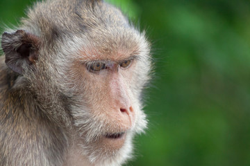 可愛いサル