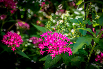 pink flower