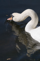 Mute swan (cygnus olor)