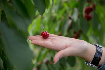 Getting cherry catch. Holds his cherub in his hand