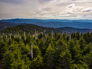 Pine Forest Mountain Range Vista