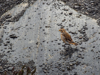 Small Bird on Rock Surface
