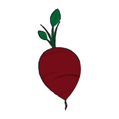 Radish fresh vegetable icon vector illustration graphic design