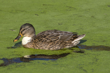 Mallard duck (anasplatyrhynchos) on pond covered with common duckweed (lemna minor)