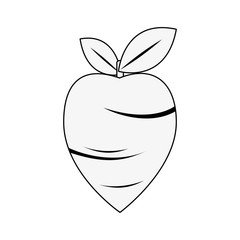 Radish fresh vegetable icon vector illustration graphic design