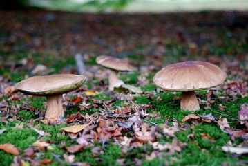Steinpilze