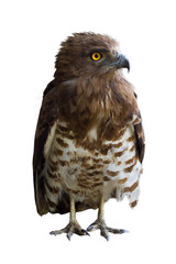 isolated owl with white color