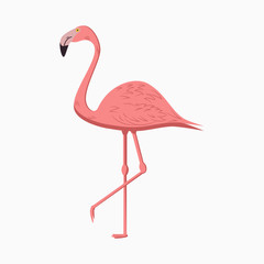 Pink Flamingo. Exotic Tropical Bird. Vector illustration.