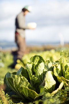 Farmer