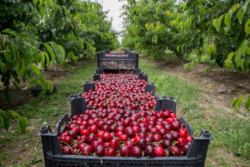 Fresh cherry in wooden box with leaves in the garden. Many and Colorful of Cherry in spring season. © adilcelebiyev