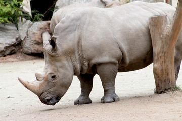 Naklejka premium A White Rhinoceros about to rub up against a tree.