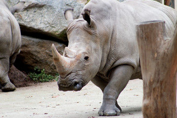 Rhino