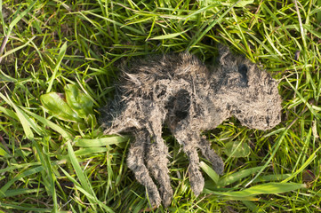 Dead leveret (Lepus europaeus)