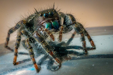 Jumping spider