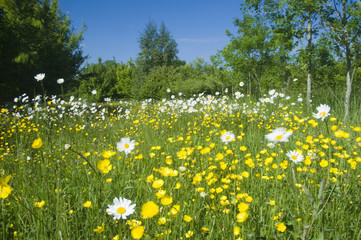 Oxeye daisies (ranunculus acris) and buttercups (leucanthemum vulgare) being blown in the wind