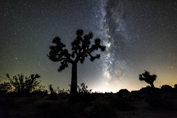 Obraz na płótnie Canvas Milky Way in Joshua Tree