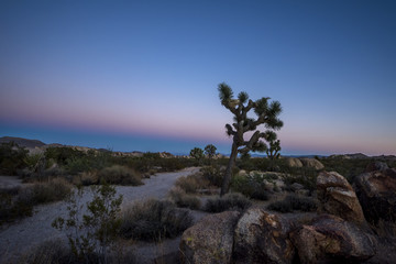 Fototapeta na wymiar Sunset in Joshua Tree National Park.