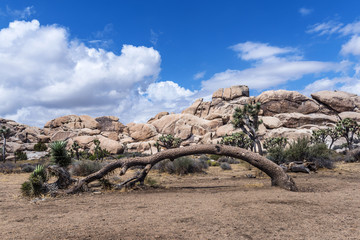 Joshua Tree National Park