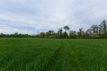 Beautiful summer grass field.