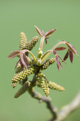 Common walnut tree (Juglans regia) male catkins and emerging spring leaves
