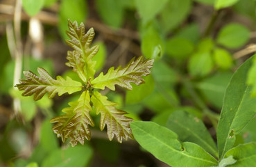 Oak tree (Quercus rober) sapling