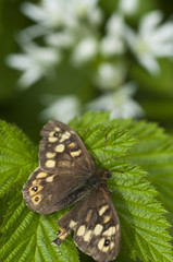 Speckled Wood butterfly (Pararge aegeria) with Ramson flowers in the background
