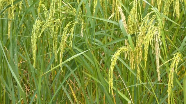 4K Rain drop on green fresh rice in the rice field with ambient sound