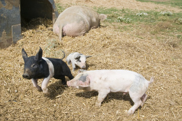 Two piglets chasing each other