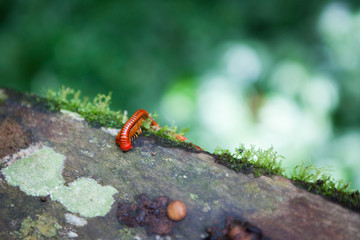 Red millipede in Gunung Mulu national park Borneo Malaysia