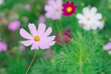 Pink cosmos flower (Cosmos Bipinnatus) background