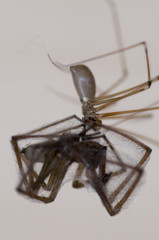 Daddy-long-legs spider (pholcus phalangioides) feeding on house spider (pholcus domestica)