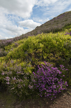 Ling, cross leaved heather and bilberry bush on the middle Eildon, Melrose
