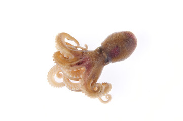 The octopus