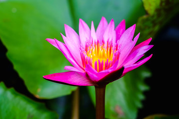 Pink lotus flower (Water Lily or Nymphaea nouchali or Nymphaea stellataWild) blooming in a pond with green leaves