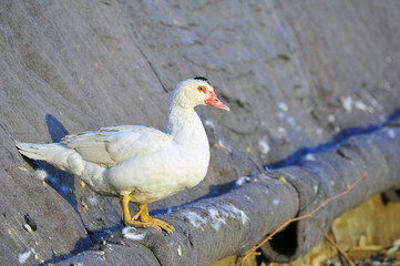 The ducks