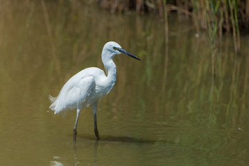 White egret fishing in the lake, beautiful white bird
