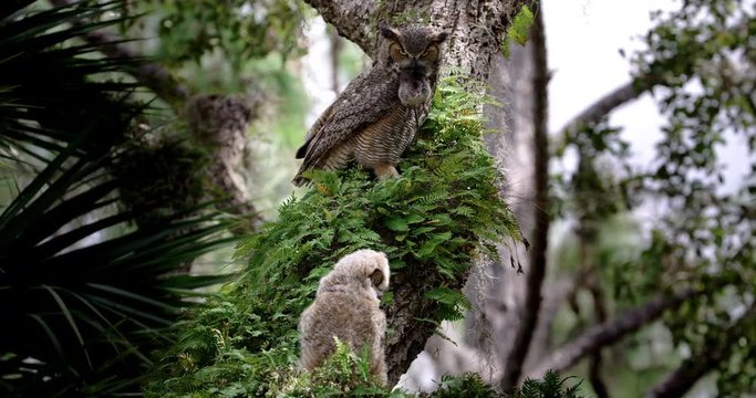 Great horned owls perching on tree
