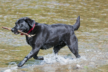 Black labrador running in river