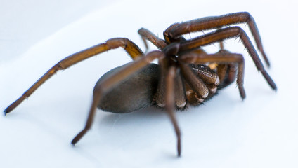 Spider 