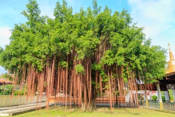 Fototapete Bäume An old banyan tree on the grass at the temple in thailand