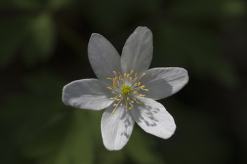 Fototapeta premium Wood anemone (Anemone ursinum) flower