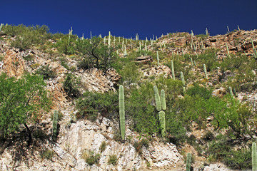 Many Saguaro Cactus on top of a rocky hill on Mount Lemmon in Tucson, Arizona, USA in the Santa...