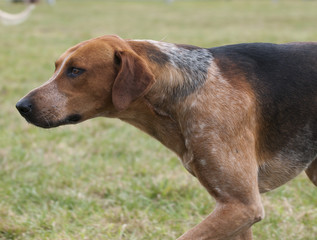  Hunt fox hound