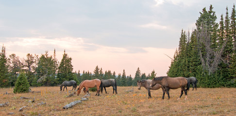 Fototapeta na wymiar Small herd (band) of wild horses grazing on dry grass next to deadwood logs at sunset in the Pryor Mountains Wild Horse Range in Montana United States