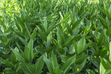 Corn Lily (Melanthieae Veratrum) in the forests of the Wasatch Mountains in Utah
