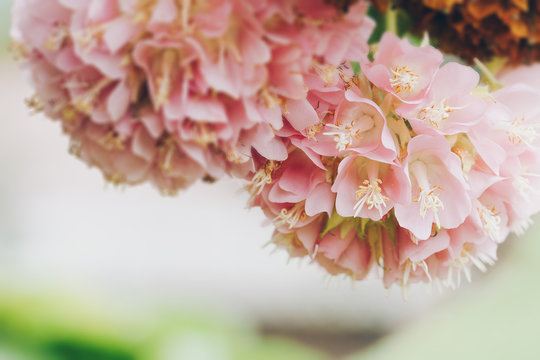 Dombeya wallichii or pink ball or pink ball tree. This hanging flower clusters are pink, showy and fragrant