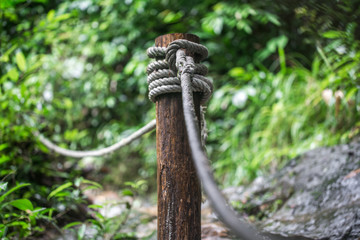 path in tropical forest