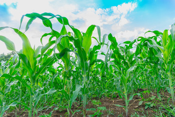 Green corn field in agricultural garden