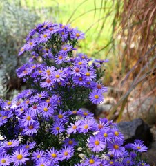 herbstaster im garten